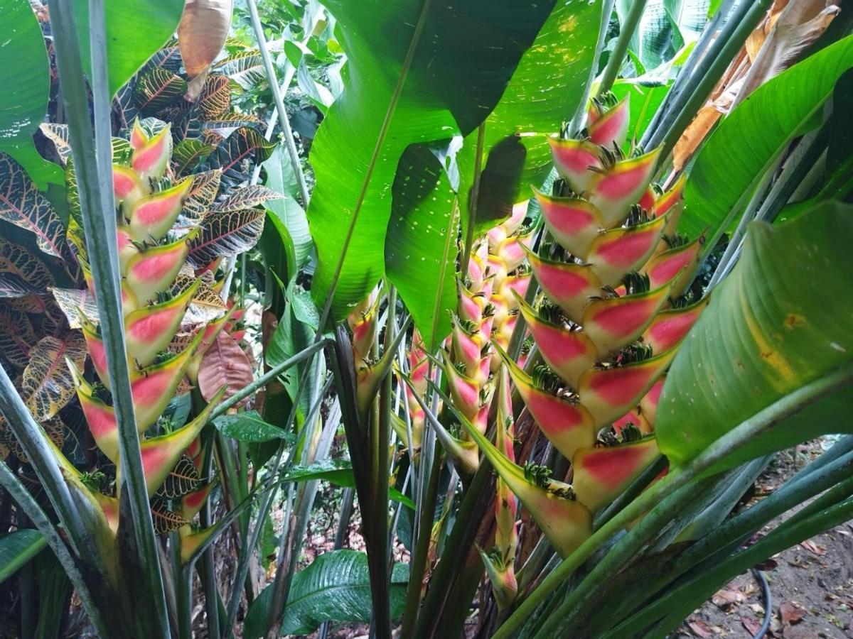 Ecocabanas Diosa Jaguar Tayrona La Esmeralda  Eksteriør billede